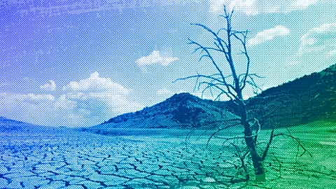 A dead-looking tree is seen on the cracked mud of the dry reservoir bed of Contreras in Valencia, 2006