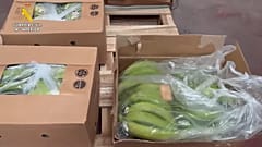 Cocaine found in boxes of bananas