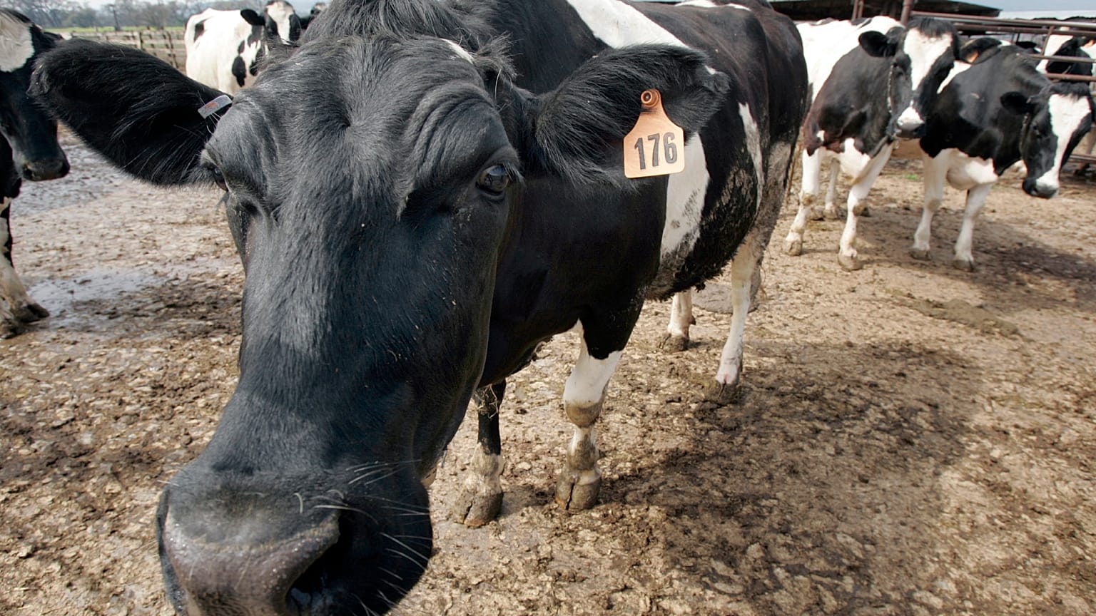 صورة أرشيفية لأبقار بمزرعة