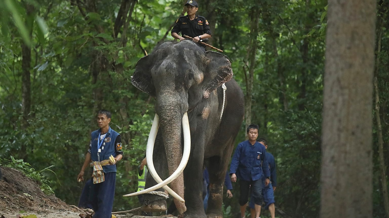 Elefant Mutha Raja kehrt zur Behandlung nach Thailand zurück