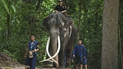 Elefant Mutha Raja kehrt zur Behandlung nach Thailand zurück