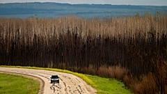 Carro passa por árvores queimadas na província de Alberta, no Canadá, esta terça-feira.