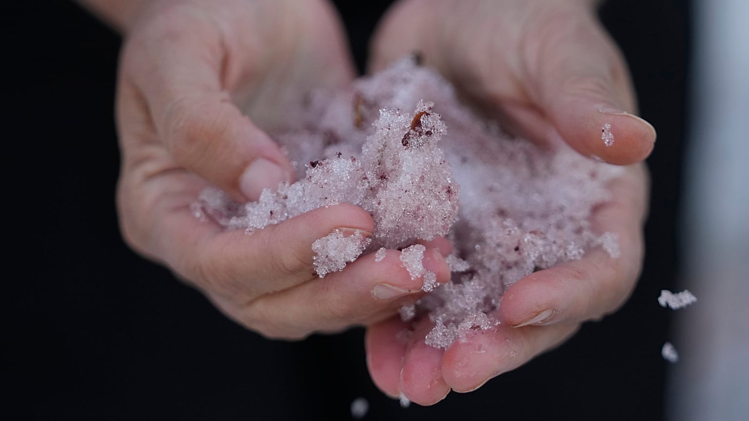 Jana Brough observes pink-hued snow gathered in her hand at Tony Grove Lake near Logan, Utah.