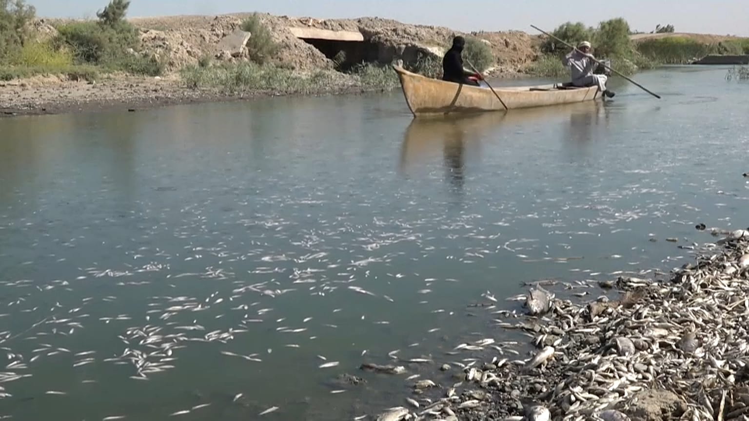 نفوق الأسماك بنهر المجر