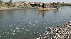 Tote Fische säumen den Flusslauf