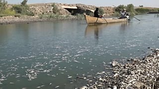 Tote Fische säumen den Flusslauf