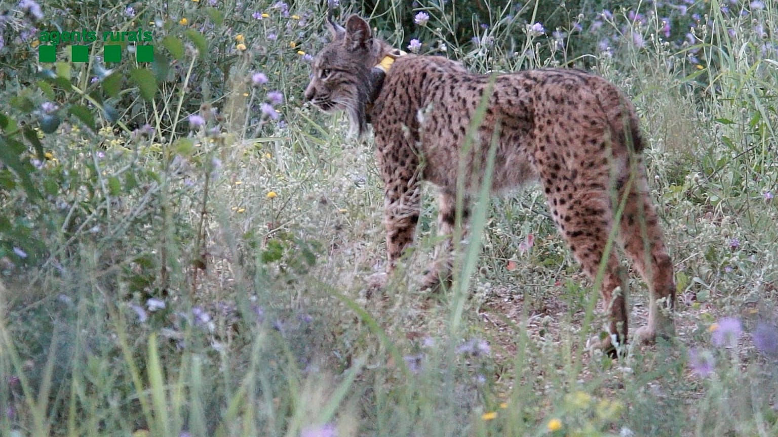 The Iberian, or Spanish, Lynx is currently one of the most endangered species in Europe.