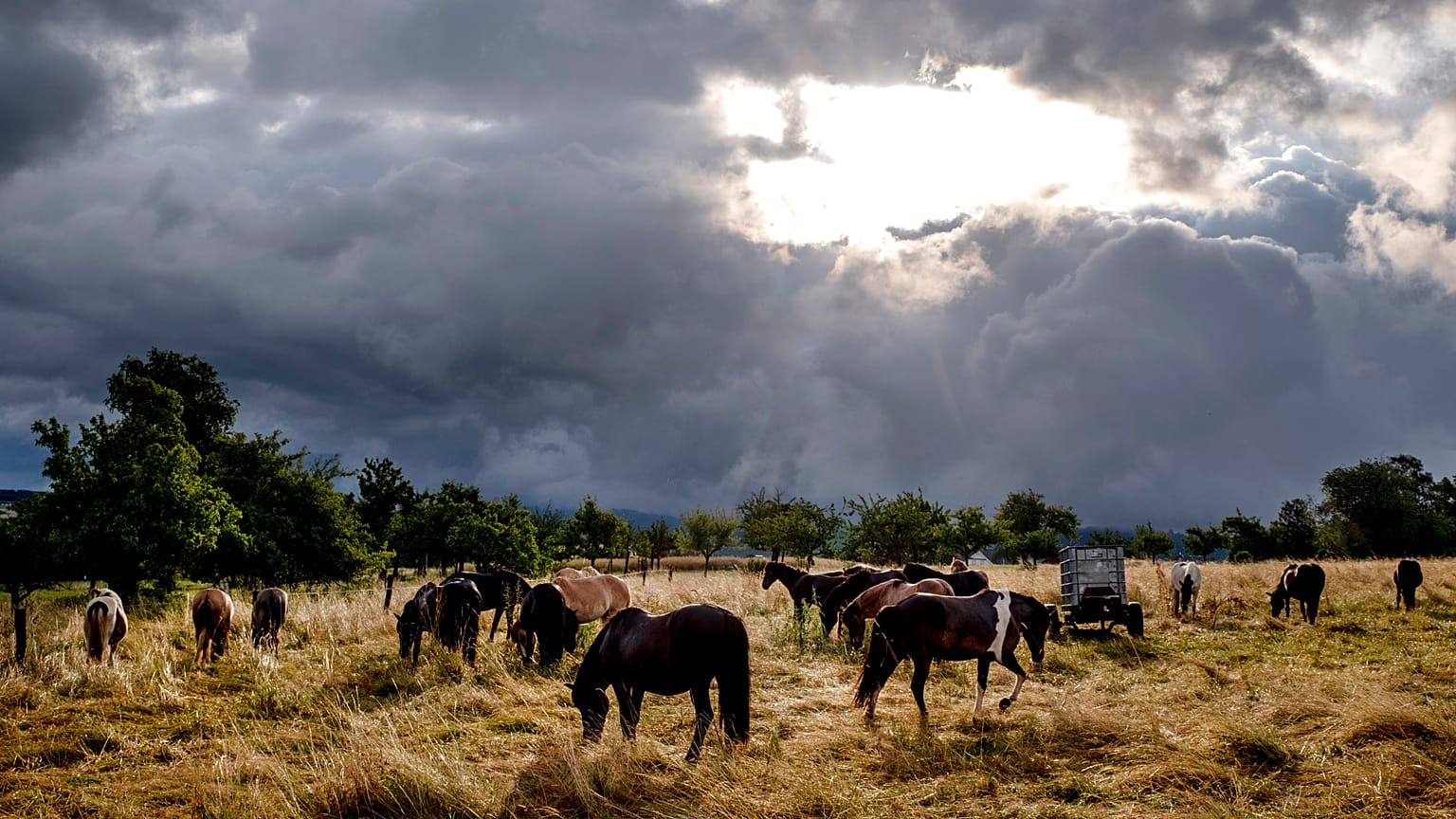 Eine Farm mit Pferden bei Frankfurt nach einem heftigen Unwetter