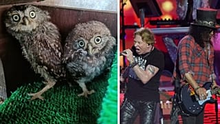 Left: Axl and Slash, rescued; Right: Axl and Slash, on stage