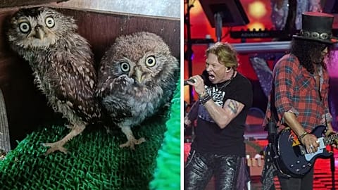 Left: Axl and Slash, rescued; Right: Axl and Slash, on stage
