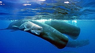 sperm whales