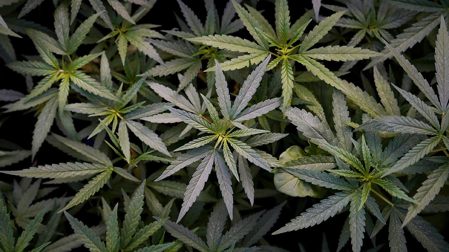 Marijuana Plants