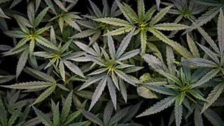 Marijuana Plants