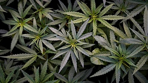 Marijuana Plants