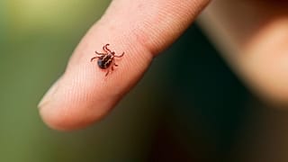 Las garrapatas pueden ser portadoras de un virus potencialmente mortal llamado FHCC, que normalmente se encuentra en África, Asia, los Balcanes y Oriente Próximo.