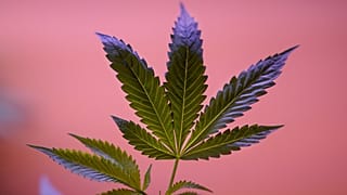 A marijuana plant