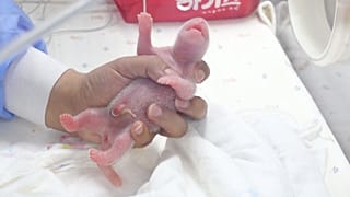 یکی از پانداهای دوقلو