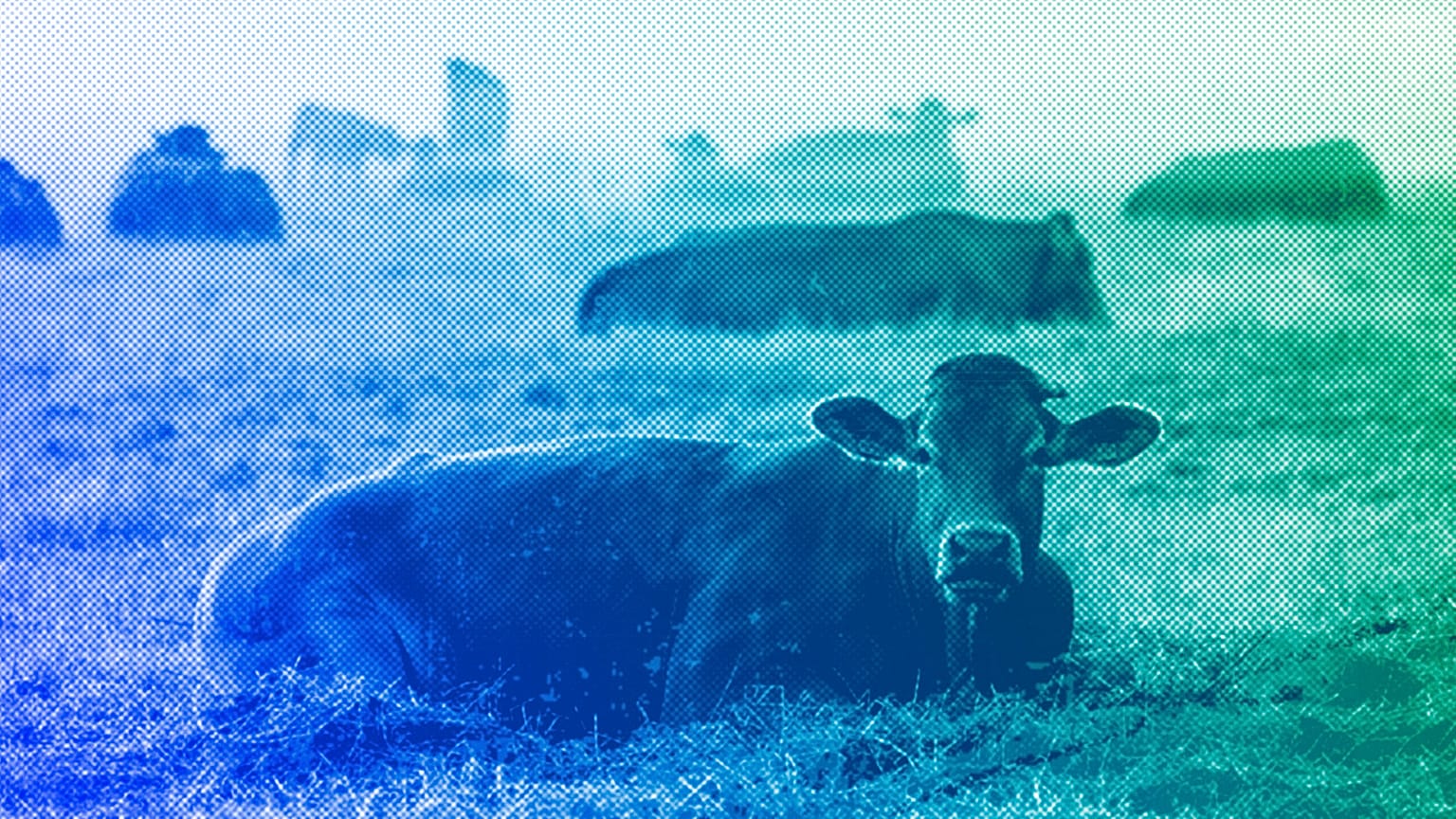 Cows lie on a meadow in Wehrheim near Frankfurt, June 2023
