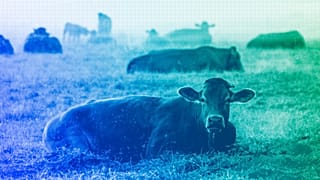 Cows lie on a meadow in Wehrheim near Frankfurt, June 2023