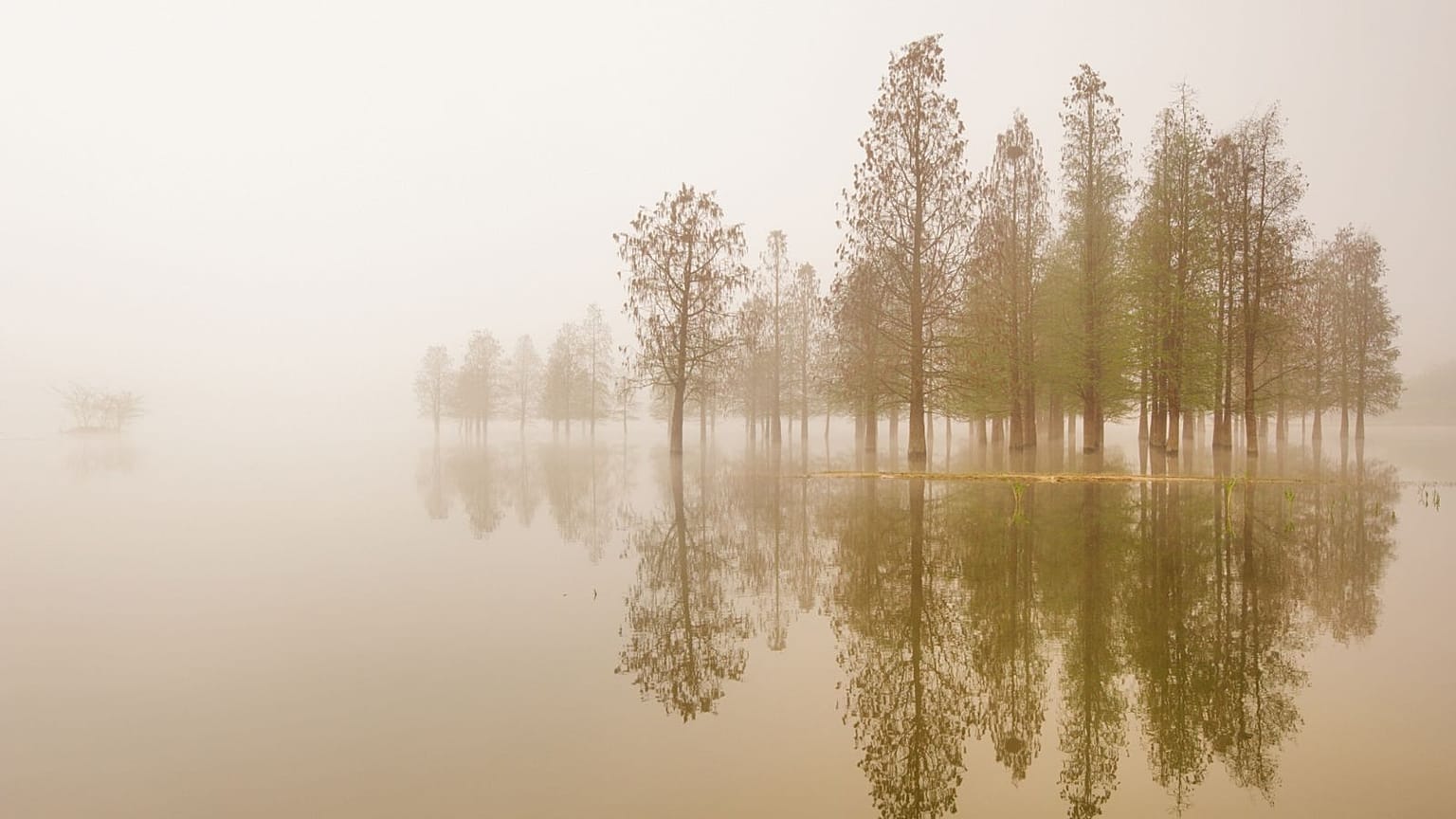 Le silence est-il un son ? De nouvelles données suggèrent que nous entendons plus que la simple absence de son.