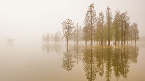 Is silence a sound? New evidence suggests we hear more than the simple absence of sound