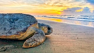  In this June 30, 2019, photo provided by the Georgia Department of Natural Resources, a loggerhead sea turtle returns to the ocean after nesting on Ossabaw Island, Ga.