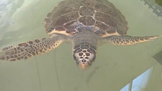 Une tortue caouanne