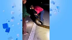 Hier sieht man Jake Waleri im Kampf mit der Riesenschlange.
