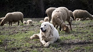 Пиренейская горная собака