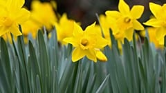 Les jonquilles seraient bonnes pour les animaux.. et bonnes pour le climat