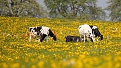 As emissões de gases poluentes pelas vacas podem ser reduzidas com uma flor amarela