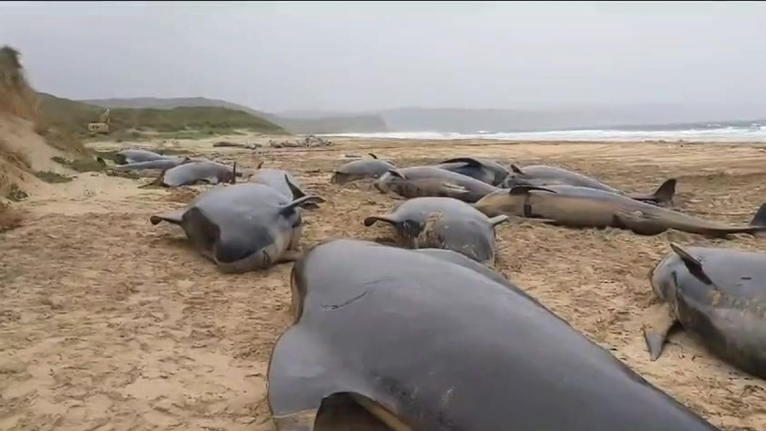 55 pilot whales were stranded on a Scottish beach. 
