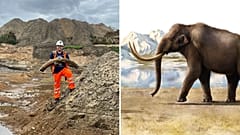 The recently-discovered mammoth tusk is believed to be over 400,000 years old, dating back to the pre-Ice Age era. 