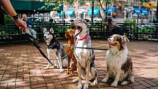 In a survey by the National Churches Trust, two-thirds of Britain’s churches declared themselves open to pets.