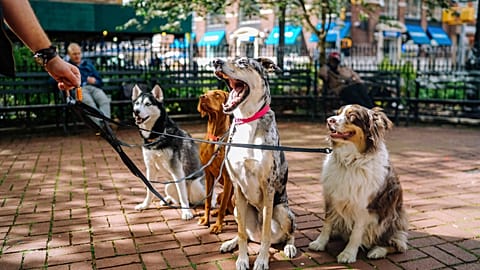 In a survey by the National Churches Trust, two-thirds of Britain’s churches declared themselves open to pets. 