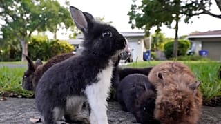 Rabbits gather to eat food left by a resident earlier this month in Wilton Manors, Florida.