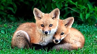 Young fox kits keep an eye on their surroundings Friday, May 6, 2011.
