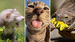  Get ready to laugh your tails off as we unveil our favourite pics from this year's Comedy Pet Photo Awards