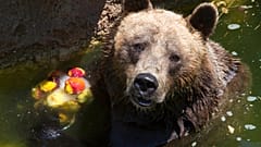 Bär mit frostigen Früchtren im römischen Zoo am 19. Juli 2023