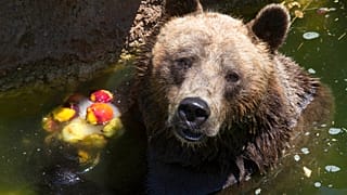 Bär mit frostigen Früchtren im römischen Zoo am 19. Juli 2023