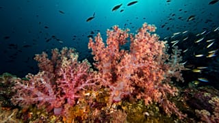 Red and orange soft coral at hin Daeng, Koh Lanta, Thailand