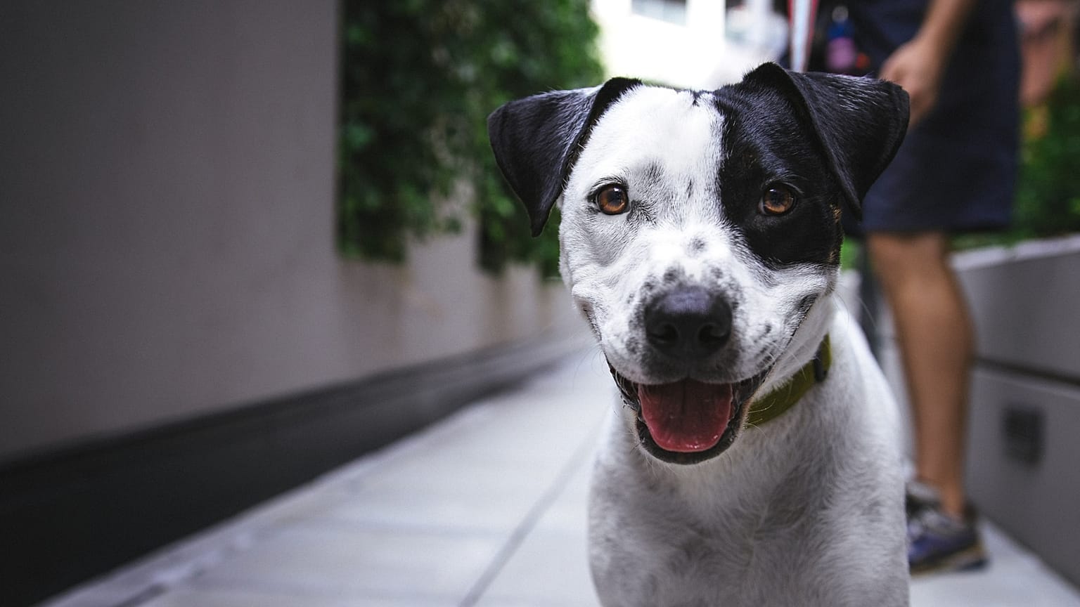 Béziers is planning a genetic register for dogs that would help track down owners who leave their poo behind. 