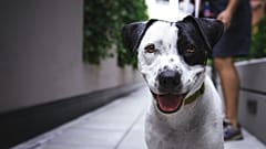 Béziers is planning a genetic register for dogs that would help track down owners who leave their poo behind. 