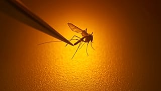 Les moustiques se déplacent à mesure que les températures augmentent.