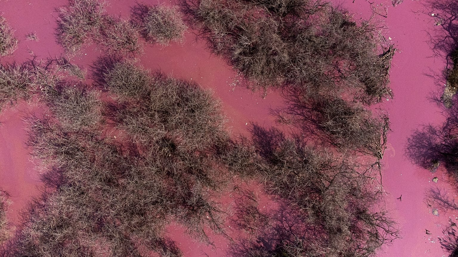 Le lac Techirghiol à Constanţa, en Roumanie, est rose depuis plusieurs semaines.
