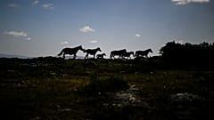Siluetas de caballos "Garranos" en las montañas cerca de Vieira do Minho, norte de Portugal 