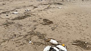 بطاريق نافقة