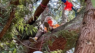 An activist going by the group name of 'Droplet' sits on limb of a Western red cedar tree in Seattle on Thursday, July 20, 2023.