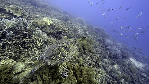 Environmental activists are concerned about intensive efforts to pass rules that will govern future commercial deep-sea mining 