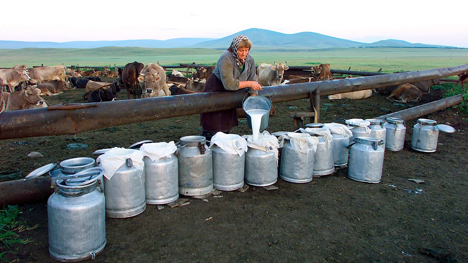 Une femme, du lait et des vaches en Géorgie. 